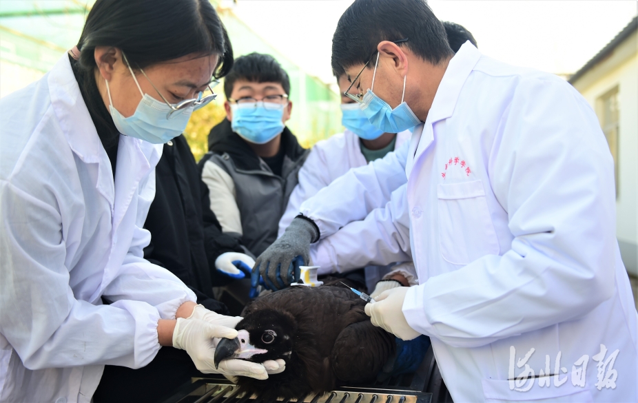 河北滄州：“護飛行動”為候鳥護航