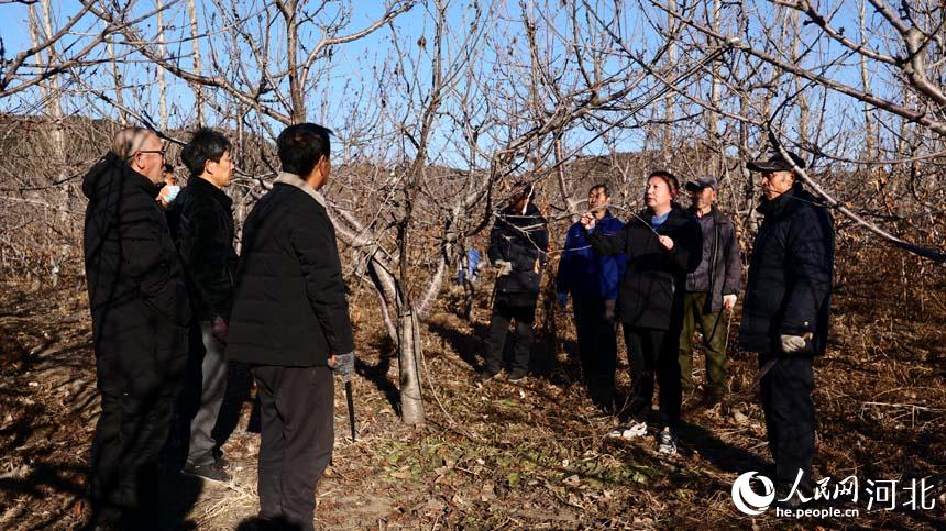 河北遷安：果樹冬剪正當時 來年豐收不用愁