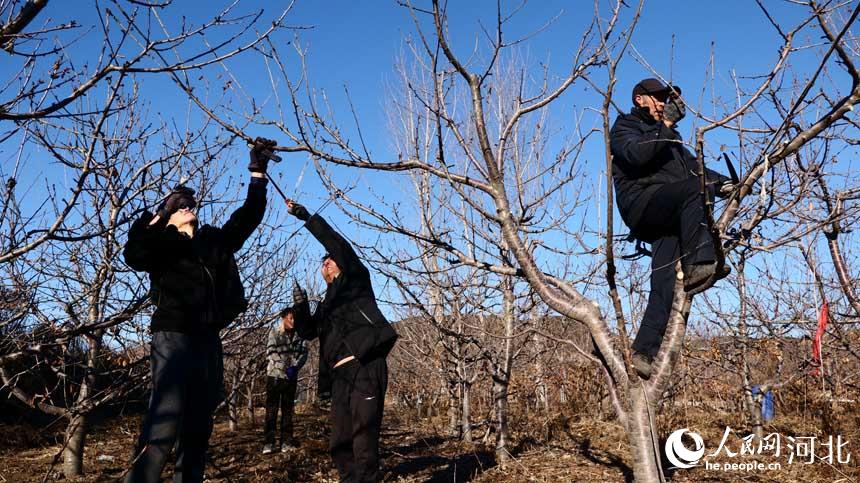 河北遷安：果樹冬剪正當時 來年豐收不用愁