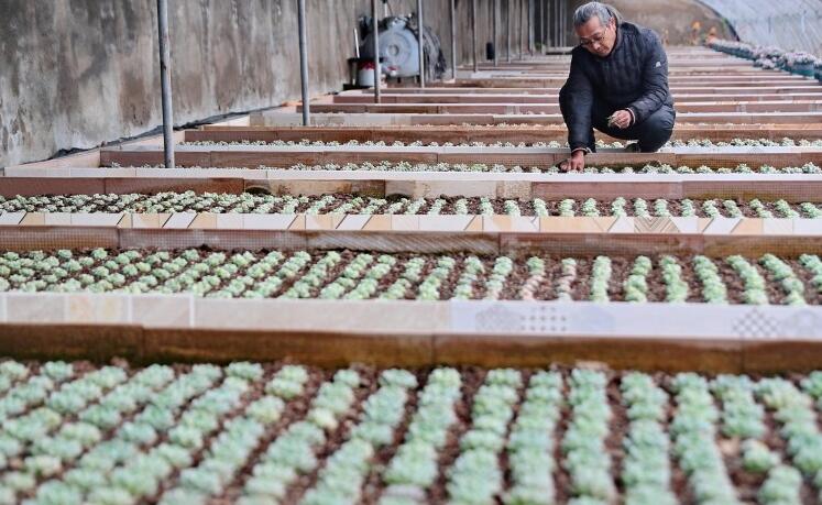 河北秦皇島：特色種植助農增收