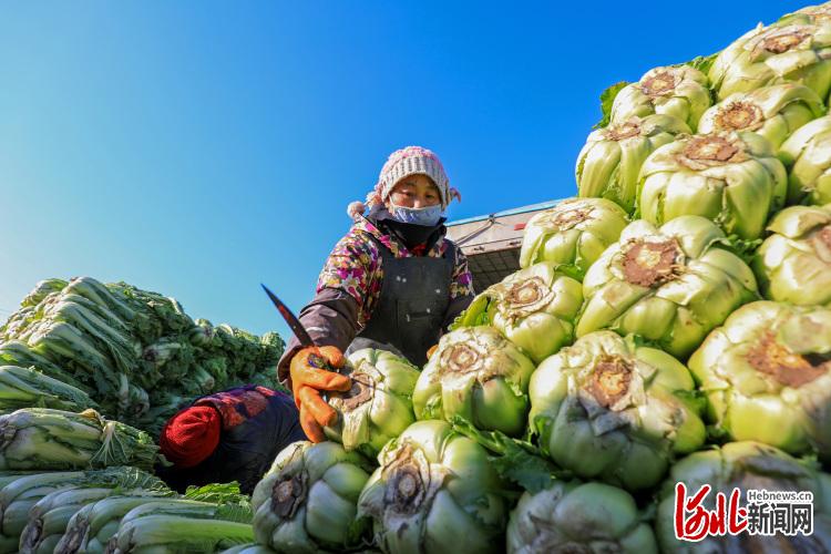 河北灤南：大白菜外銷忙