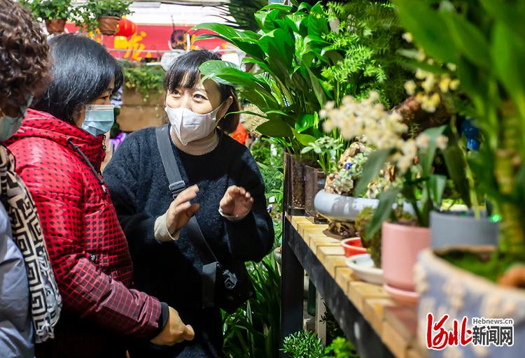 河北邯鄲：新春到花兒俏