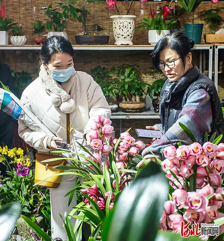 河北邯鄲：新春到花兒俏