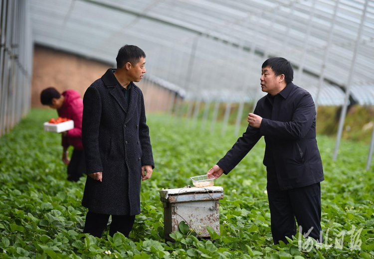 河北寧晉：以督增效助力鄉村振興