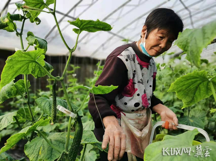 邯鄲館陶：“小黃瓜”助力鄉村振興