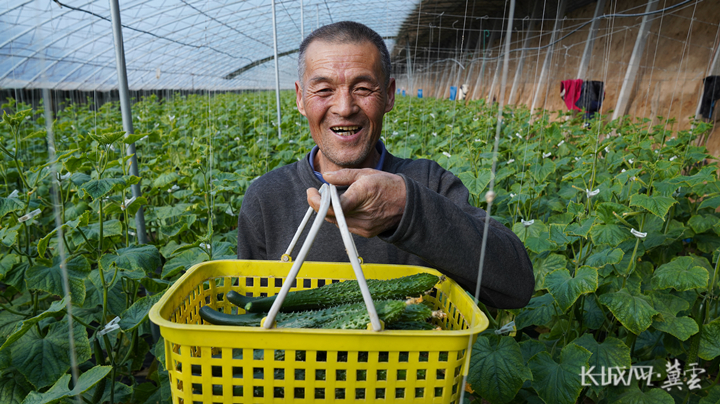 邯鄲館陶：“小黃瓜”助力鄉村振興