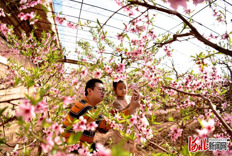 河北宣化：桃花盛開遊客來 農旅融合促致富