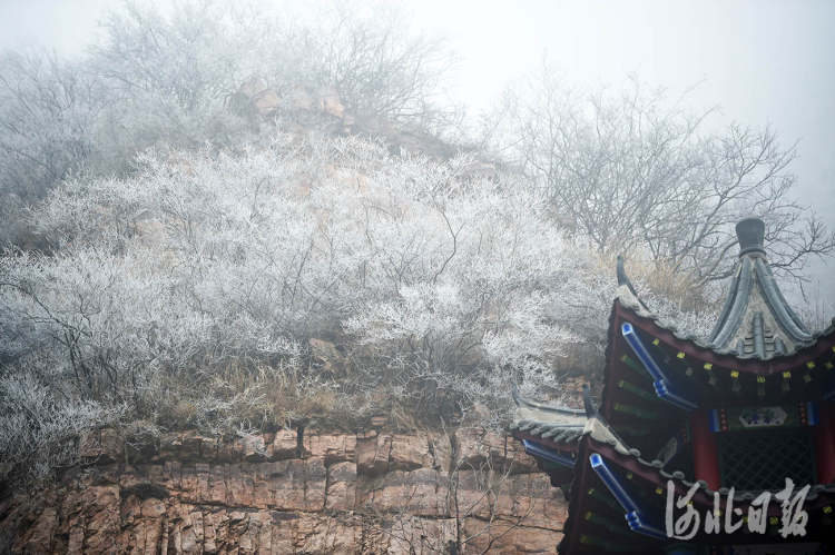 河北邢臺：玉樹瓊枝霧凇美景