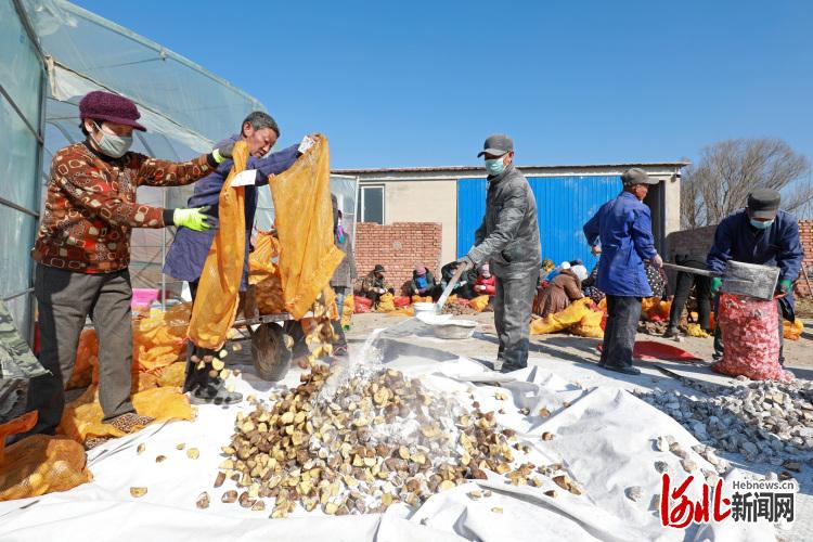 河北灤南：土豆制種備春耕