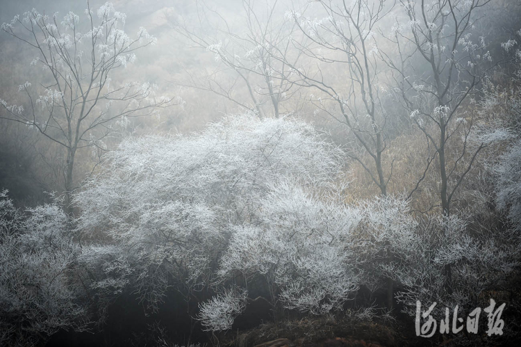 河北邢臺：玉樹瓊枝霧凇美景