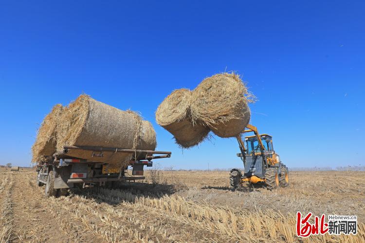 河北灤南：稻草打捆忙