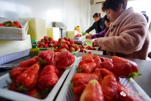 河北秦皇島：返鄉種草莓 帶群眾增收