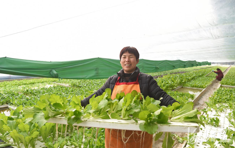 河北南和：高效農業助力鄉村振興