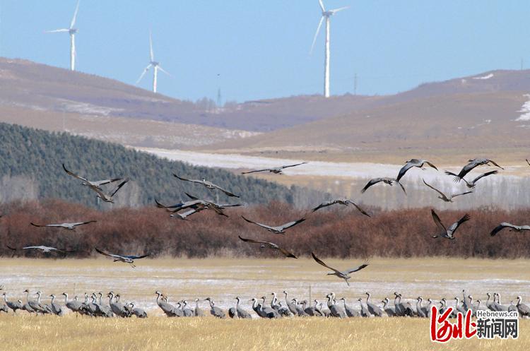 河北張家口：生態環境優 候鳥如約至