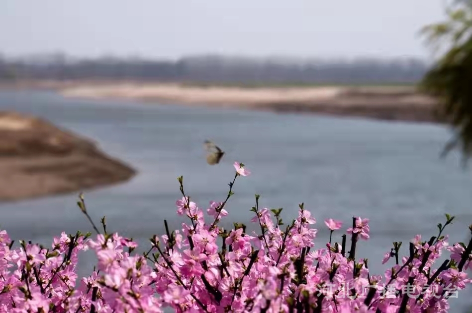 衡水故城大運河：繁華似錦 春意盎然