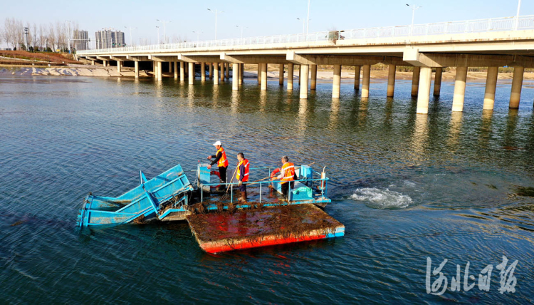 河北邢臺：收割水草凈河忙