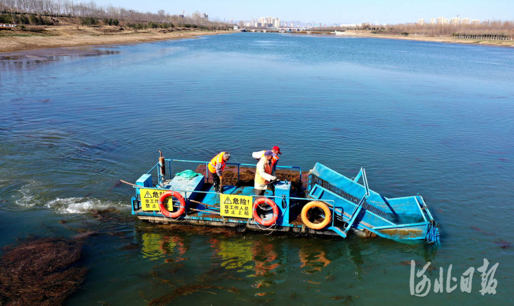 河北邢臺：收割水草凈河忙