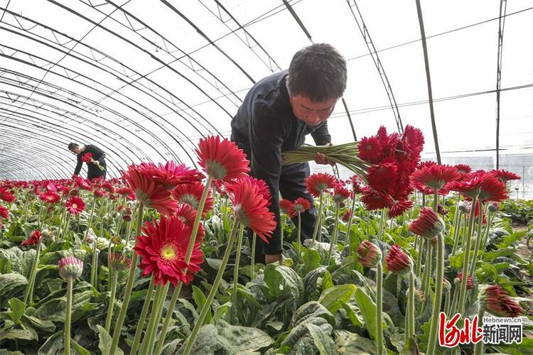 唐山開平：基地+市場發展花卉産業