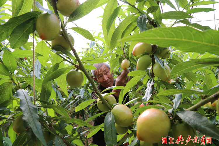 河北遷安：油桃滿枝富農家