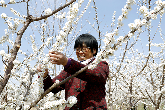 河北衡水：春之花宴惹人醉 芬芳美景變“錢”景