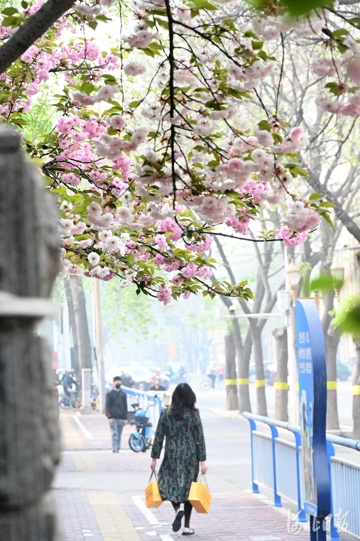 河北石家莊：加快花城建設