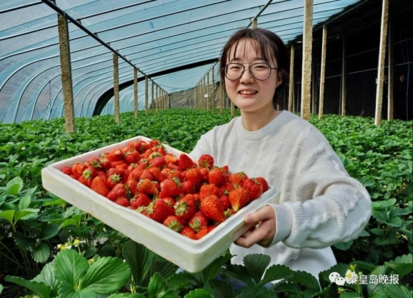 河北秦皇島：返鄉種草莓 帶群眾增收