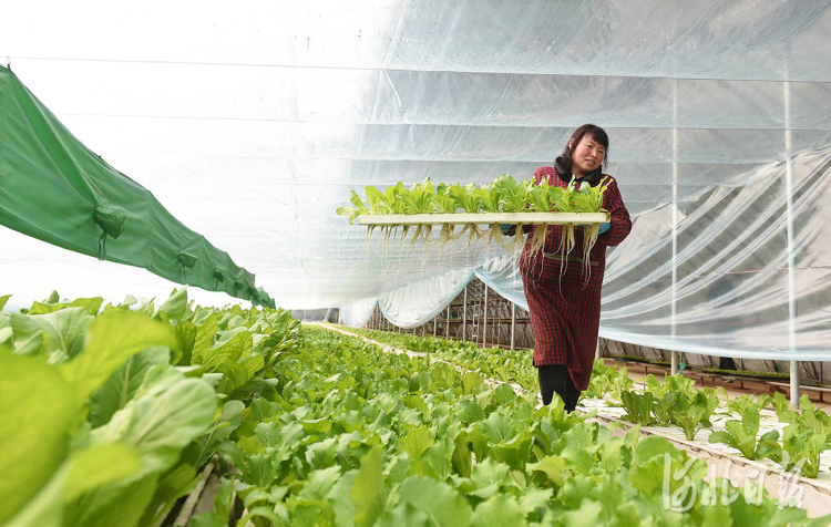 河北南和：高效農業助力鄉村振興