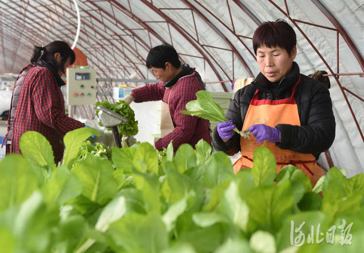 河北南和：高效農業助力鄉村振興