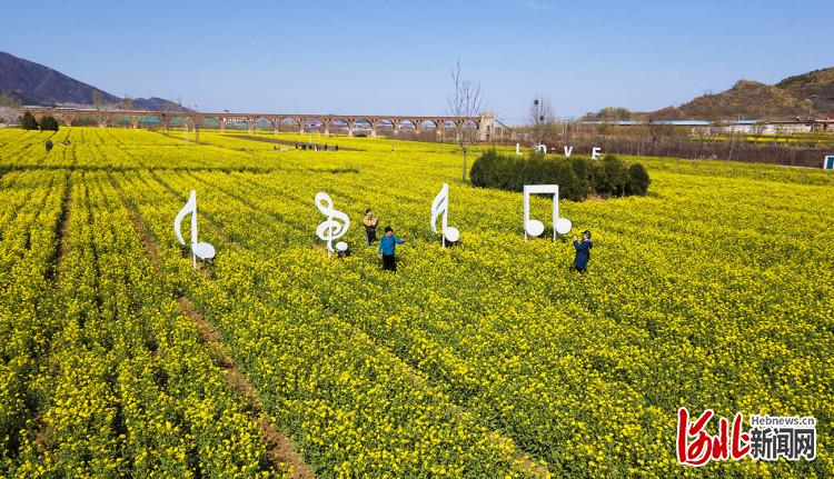 河北石家莊：油菜花開春意濃