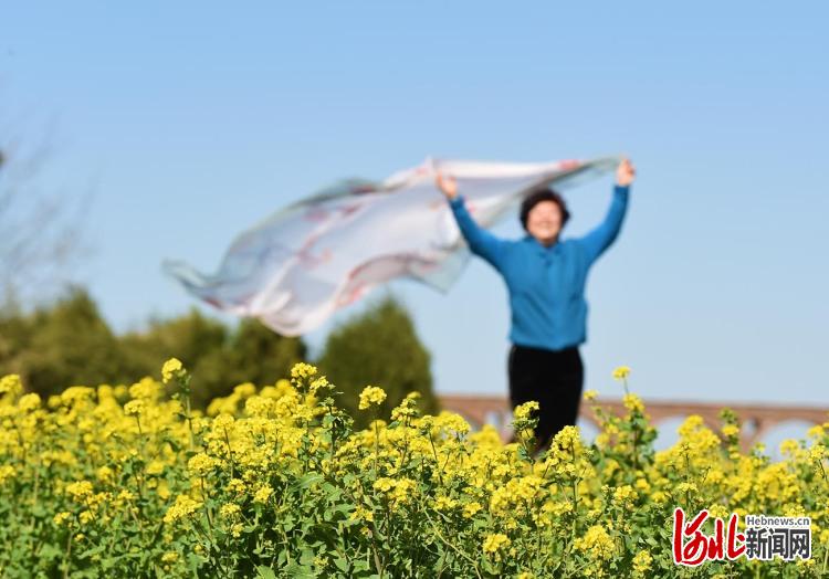 河北石家莊：油菜花開春意濃