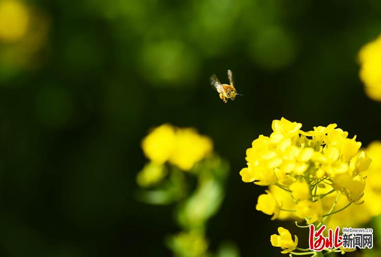 河北石家莊：油菜花開春意濃