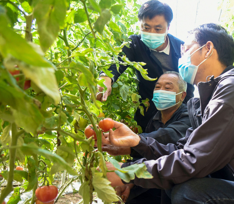 河北邯鄲：農業科技送上門