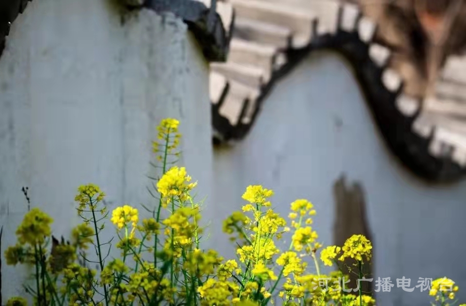 衡水故城大運河：繁華似錦 春意盎然