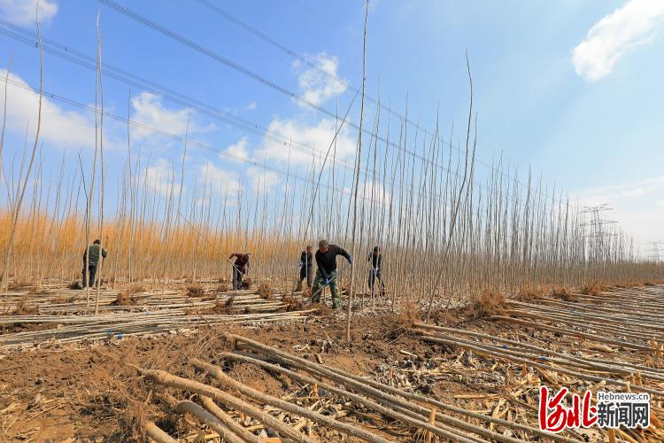 河北灤南：綠化苗木起運忙