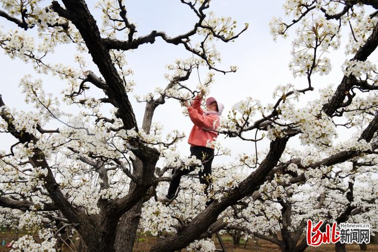 河北廣平：搶抓農時 梨農授粉忙