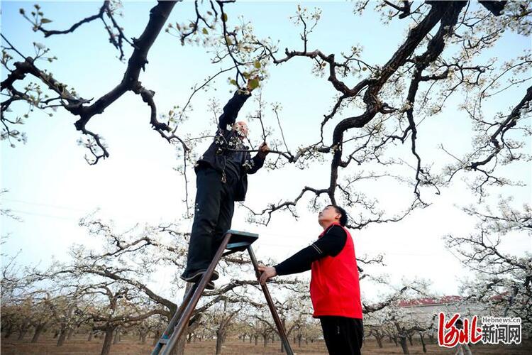 河北隆堯：陽春三月疏花忙