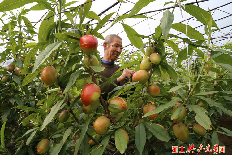 河北遷安：油桃滿枝富農家