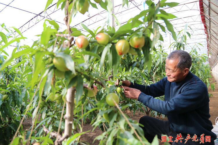 河北遷安：油桃滿枝富農家