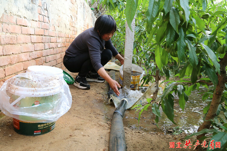 河北遷安：油桃滿枝富農家