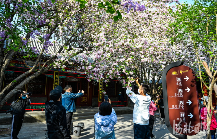 河北石家莊：正定榮國府海棠花開春意濃