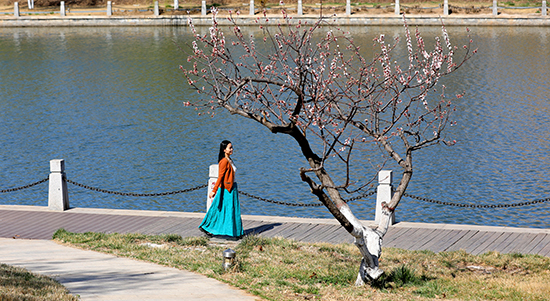 河北衡水：春之花宴惹人醉 芬芳美景變“錢”景