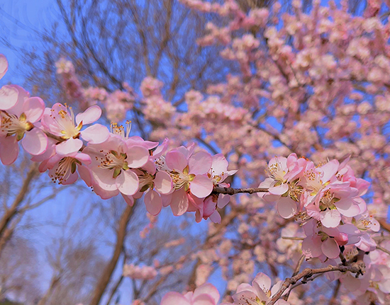 河北衡水：春之花宴惹人醉 芬芳美景變“錢”景