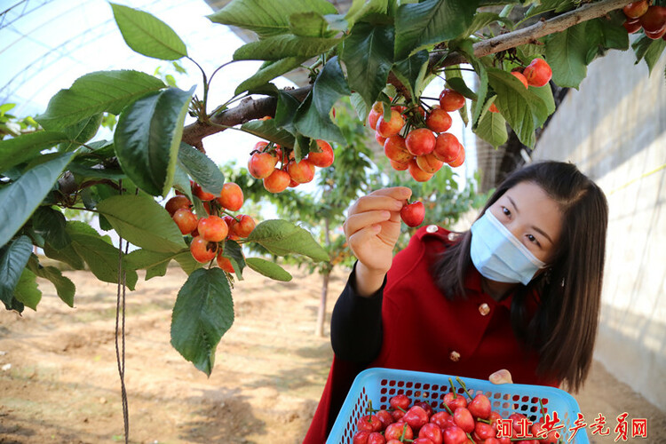 河北遷安：大棚櫻桃助農增收