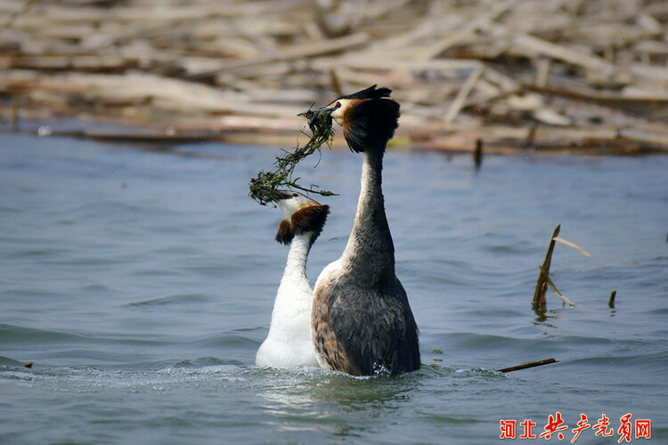 河北遷安：鳳頭䴙䴘情定黃臺湖