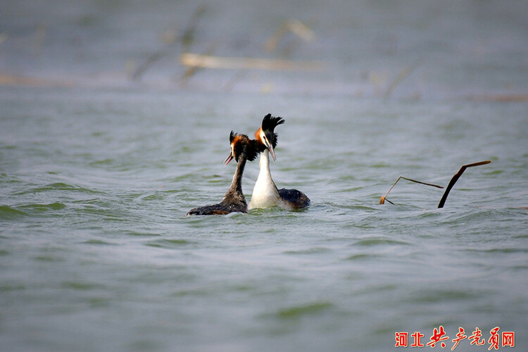 河北遷安：鳳頭䴙䴘情定黃臺湖