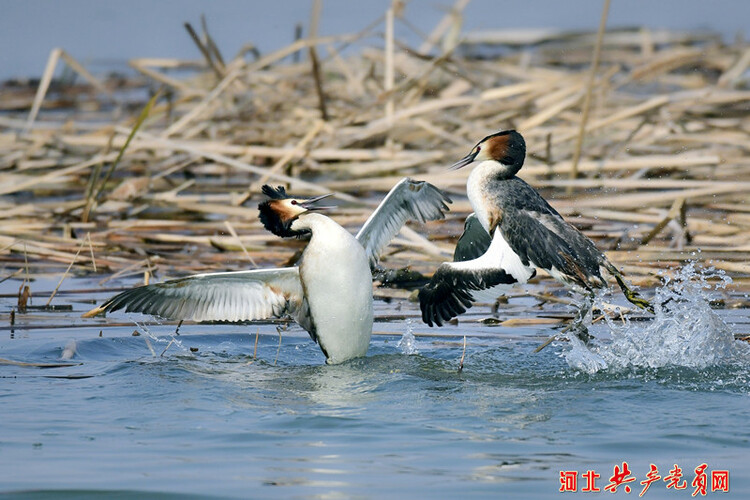 河北遷安：鳳頭䴙䴘情定黃臺湖