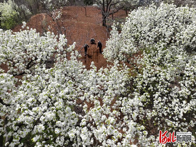 河北唐山：梨花開 春時忙