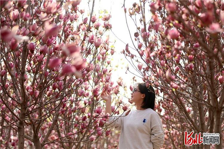 河北隆堯：“以花為媒”開啟鄉村振興新畫卷