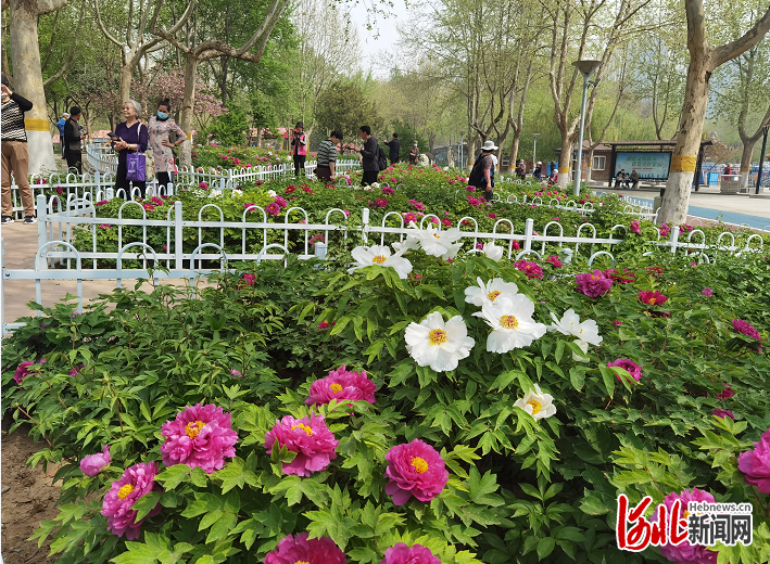 河北石家莊：世紀公園牡丹花開惹人醉