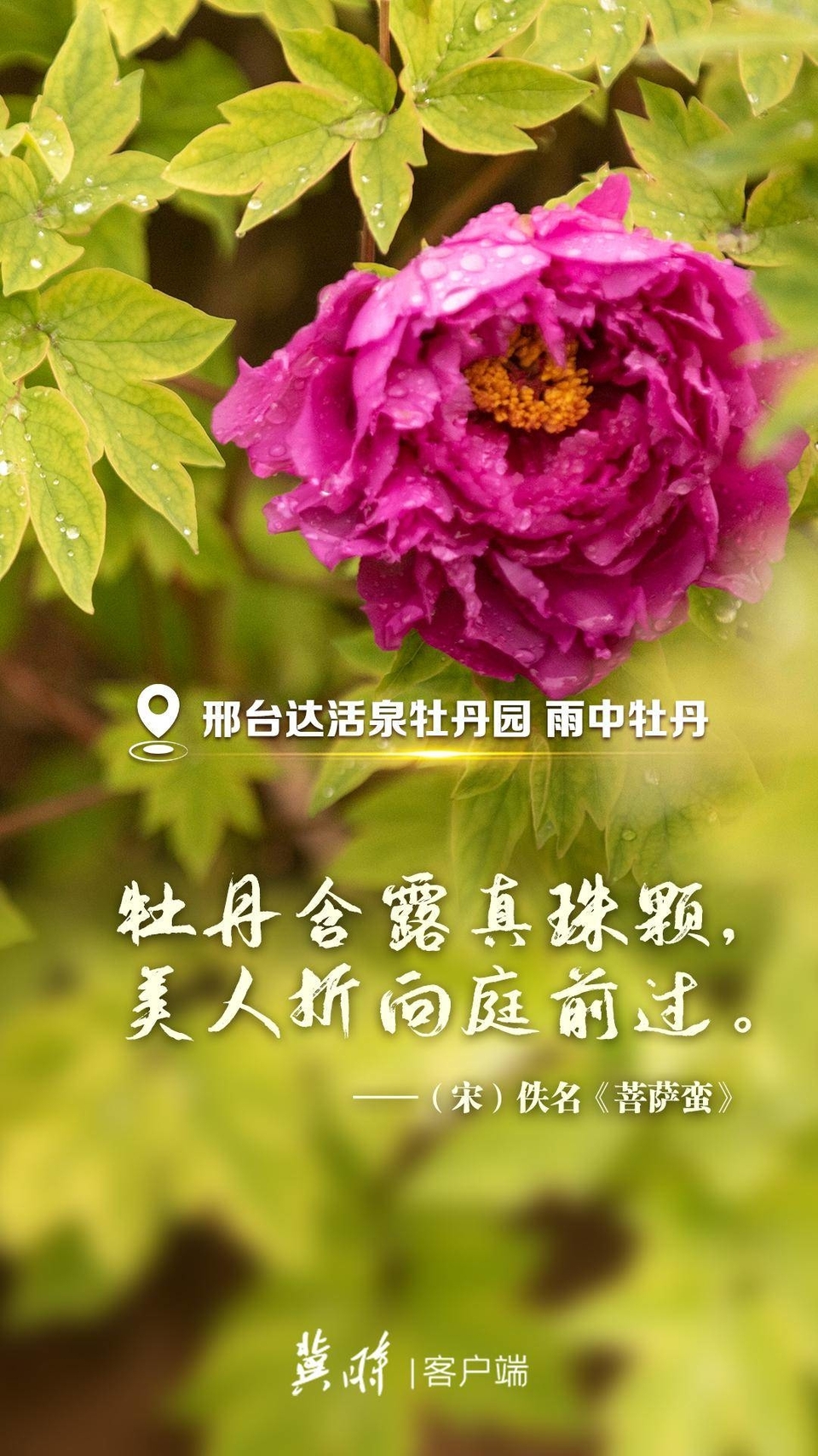 河北：一詩一花 這裡有人間最美的詩意芳華